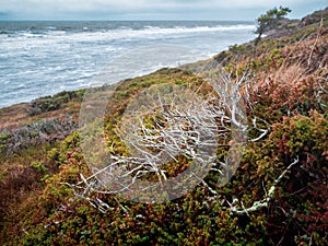 Windy wild coast of the White sea. Minimalistic autumn landscape with wild berry bushes on the Northern seashore