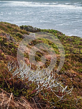 Windy wild coast of the White sea. Minimalistic autumn landscape with wild berry bushes on the Northern seashore