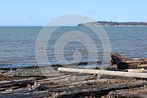 A windy winter day at a Pacific Northwest beach