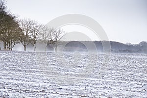 Windy winter scene with field in the foreground and trees in the background