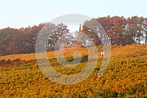 Wine agriculture in Rhine-Hesse