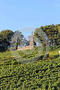 Wine agriculture in Rhine-Hesse