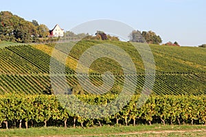 Wine agriculture in Rhine-Hesse