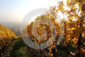 Wine agriculture in Rhine-Hesse