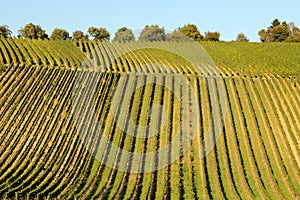 Wine agriculture in Rhine-Hesse