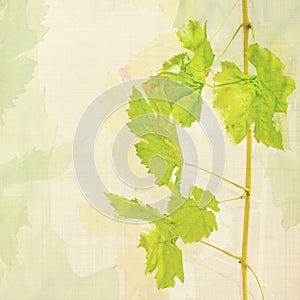 Wine background