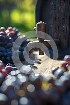 Wine barrel with blue Cabernet Franc grapes in harvest season.