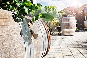 Wine barrel with fresh leaves of grapes on the background of the vineyard