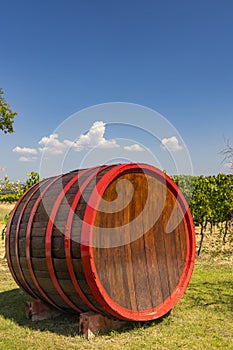 Wine barrel in vineyard, Tuscany, Italy