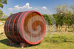 Wine barrel in vineyard, Tuscany, Italy