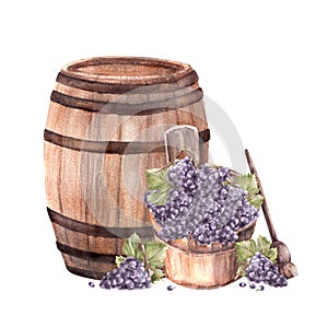 Wine barrel with wooden basket, crusher, leaves, grapes harvest. Watercolor hand draw illustration