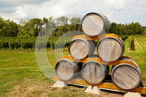 Oak wine barrels
