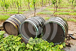Wine barrels img