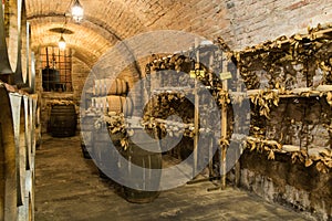 Wine barrels and pecorino cheese a hard Italian cheeses made from ewe`s milk in a traditional cellar