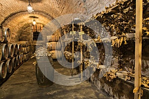 Wine barrels and pecorino cheese a hard Italian cheeses made from ewe`s milk in a traditional cellar