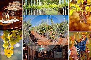 Wine.Beautiful Grapes Collage