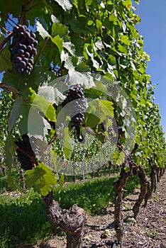 Vino negro un grano de vino vinedos 