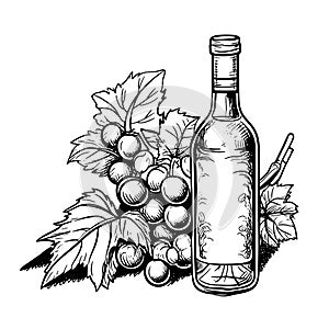 Wine in bottle and branch of grapes. Food and drink. Black and white outline on white background. Hatching.