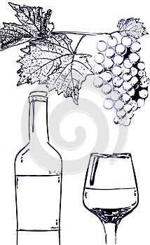 Wine bottle and glass with grapes branch vector line art. Vintage poster grape and wine isolated