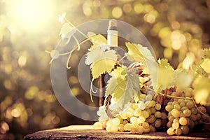 Wine bottle and grapes of vine