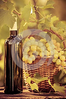 Wine bottle and grapes of vine