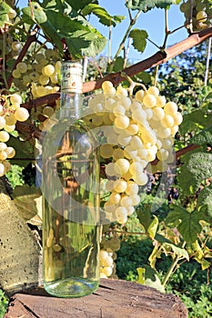 Wine bottle and grapevine