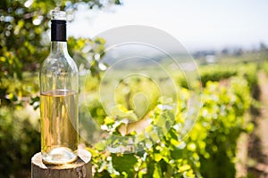 Wine bottle in vineyard