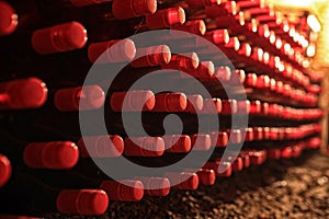 Wine bottles in cellar