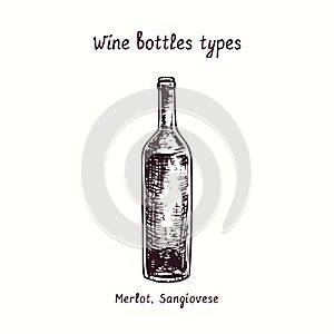 Wine bottles types collection, Merlot, Sangiovese. Ink black and white doodle drawing