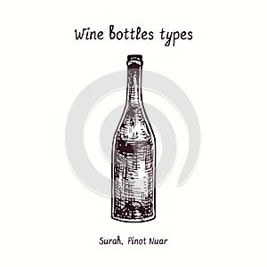 Wine bottles types collection, Surah, Pinot Noir. Ink black and white doodle drawing
