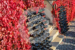 Wine bottles upside down in wall with red leaves on the wall under the sunlights