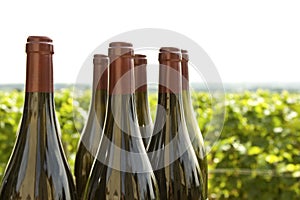 Wine bottles, vineyard Bourgogne.