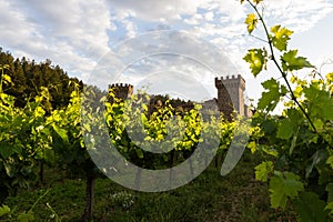 Wine castle in Napa Valley