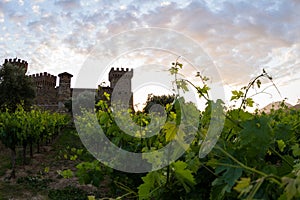 Wine castle in Napa Valley