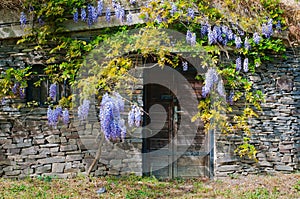 Vinný sklep postavený z kamenů s fialovou akácií. Malý Horeš, Slovensko