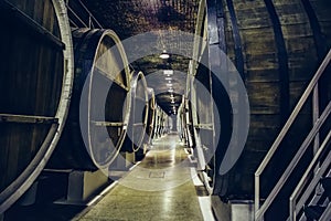 Wine cellar with rows of old wooden wine barrels, perspective