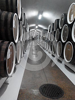 Wine cellar photo