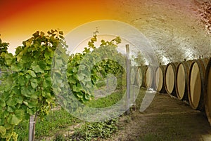 Vino sótano a bodegas de vino 