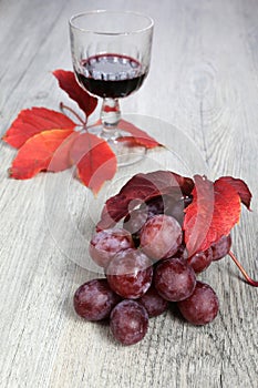 Wine composition: bunch of red grapes, wineglass and autumn leaves