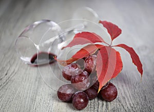 Wine composition: bunch of red grapes, wineglass and autumn leaves