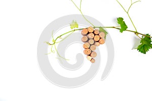 Wine corks grape shape and vine. Isolated on white background. Top view with copy space for your text - Image