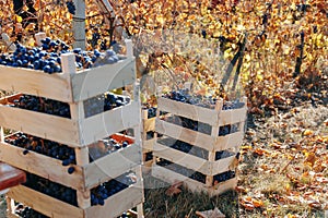 Wine Country Beauty Crate Overflowing with Grapes