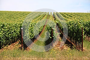 Wine Country Vineyard Crops Landscape