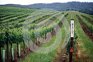 Wine Country Vineyard Landscape Merlot Sign
