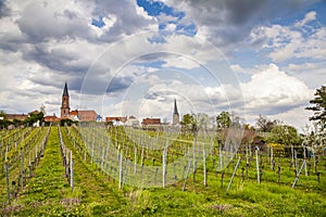 Wine country landscape in Edenkoben district of Southern Wine Route Germany