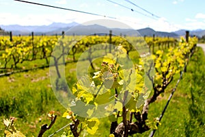 Wine country nelson vineyard grape vine New Zealand