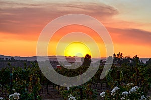 Wine Country Temecula Southern California