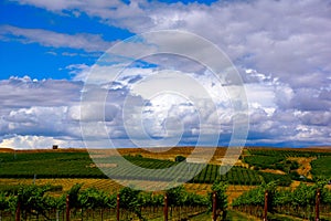 Wine country vineyard landscape