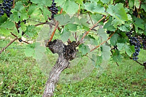 Wine from the Danube region is managed by specialists in viticulture and is today a sought-after specialty