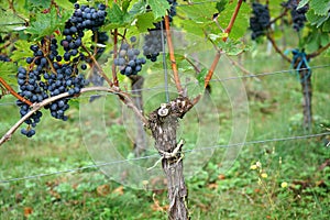 Wine from the Danube region is managed by specialists in viticulture and is today a sought-after specialty